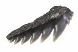 Fossil Cow Shark (Notorynchus) Tooth - Maryland #71095-1